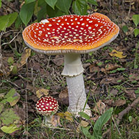 Amanita muscaria